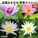 お楽しみ熱帯スイレンカゴ植え(19cm角カゴ)