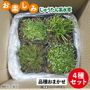 鈴木が厳選!お楽しみじゅうたん系水草4品種セット (品種見計らい)