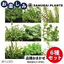 鈴木が厳選!お楽しみSAMURAI PLANTS6品種セット(品種見計らい)
