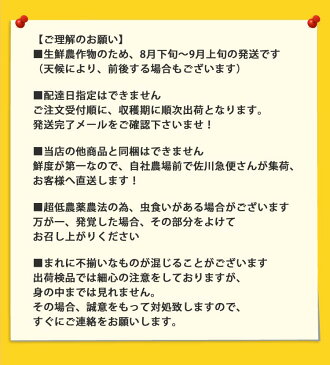 1,000円ポッキリ＆送料無料 ゴールドラッシュ大振り3L〜L　3本セット！3ケース以上購入で1本おまけ！（合計10本）＆クール便使用！糖度の高い「朝採り」を北海道十勝から即日直送！低農薬栽培ラッキーシール 対応