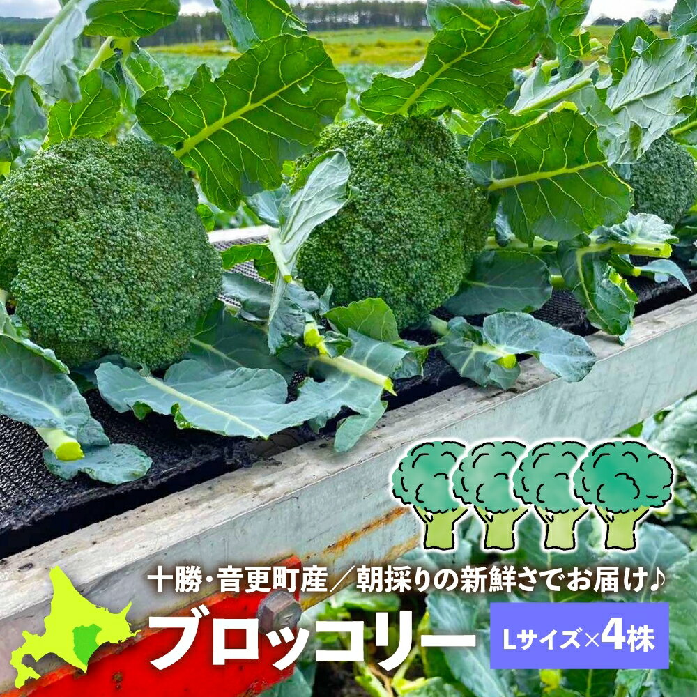 生鮮 ブロッコリー 国産 ブッロコリー Lサイズ(直径10cm以上・目安重量350g/株)×4株 北海道産 生野菜 十勝産 音更町 小森農園 ぶろっこりー