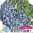 【採れたて良品質・数量限定】 冷凍ハスカップ 1kg(250g×4) 2024年新物 北海道十勝産 1