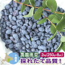  冷凍ハスカップ 2kg(250g×8) 2024年新物 北海道十勝産