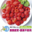 【予約受付】 冷凍ラズベリー 国産 500g(250g×2)