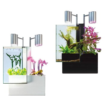 魚と植物がセットで楽しめる 家庭用アクアポニックス brio35(ブリオ) 50Hz地域用(東日本) ホワイト・BRIO35-WE 【4589980060021】インテリア テラリウム キット 水槽 金魚 送料無料【北海道・沖縄・離島への発送は行っておりません】