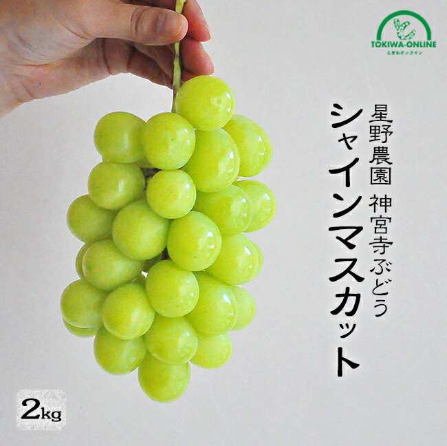 シャインマスカット 2kg 7月 お中元 産地直送 送料無料 農園直送 贈答 ギフト ぶどう 種無し 皮なし ブドウ 葡萄 贈り物 進物 神宮寺ぶどう 星野農園のサムネイル