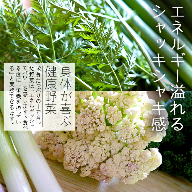 無農薬 野菜 農家直送 10品目 安心安全 有機野菜詰め合わせ 大阪 西日本 産地直送 笑ノ百姓 笑の百姓