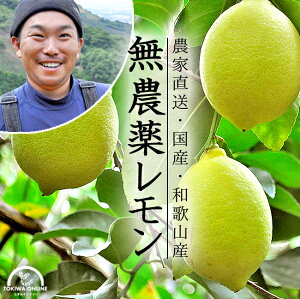 無農薬 レモン 国産 2kg 黄色レモン ノーワックス 農家直送 和歌山産 有機栽培 産地直送 オーガニック グリーンジャンクション