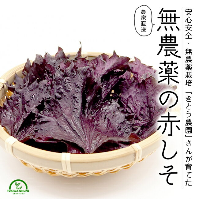 楽天市場】無農薬(大葉・しそ|その他野菜):野菜・きのこ 楽天市場】無農薬(大葉・しそ|その他野菜):野菜・きのこ