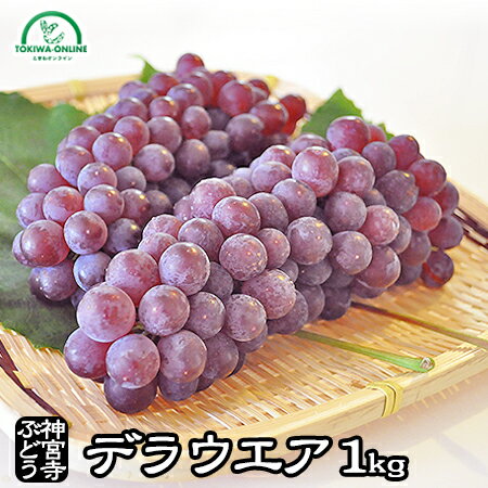 お中元 ぶどう デラウェア 1kg フル