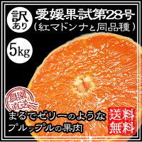 紅まどんなと同品種、愛媛果試第28号、送料無料訳あり