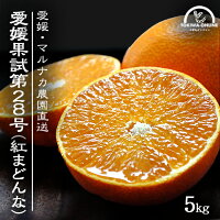 紅まどんなと同品種、愛媛果試第28号、送料無料訳あり