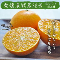 紅まどんなと同品種、愛媛果試第28号、送料無料訳あり