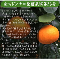 紅まどんなと同品種、愛媛果試第28号、送料無料訳あり