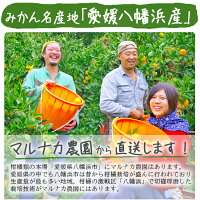 紅まどんなと同品種、愛媛果試第28号、送料無料訳あり