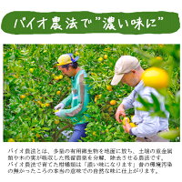 紅まどんなと同品種、愛媛果試第28号、送料無料訳あり