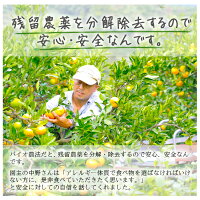 紅まどんなと同品種、愛媛果試第28号、送料無料訳あり