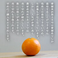 紅まどんなと同品種、愛媛果試第28号、送料無料訳あり