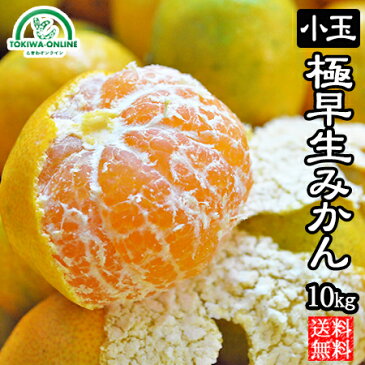 極早生 みかん 小玉 送料無料 10kg 愛媛産 果物 極早生みかん 産地直送 産地直送 マルナカ農園