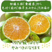極早生みかん送料無料5kg【愛媛産】【極早生】【産地直送】|産地直送||バイオ農法|マルナカ農園