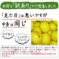 はるかみかん訳あり3kg送料無料愛媛家庭用産地直送マルナカ農園
