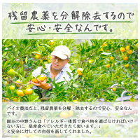 甘平訳あり3kg送料無料訳ありみかん愛媛家庭用農園直送産地直送マルナカ農園
