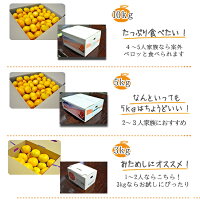 小玉みかん10kg送料無料小玉みかん小玉ミカン小粒みかん愛媛産早生みかんノーワックス農園直送産地直送マルナカ農園