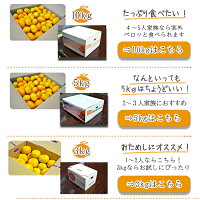 小玉みかん送料無料5kg小玉みかん小玉ミカン小粒みかんノーワックス農園直送愛媛産早生みかん産地直送マルナカ農園