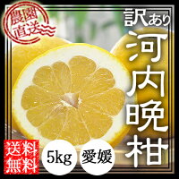 河内晩柑1