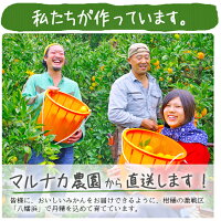 せとか送料無料農園直送愛媛県八幡浜市マルナカ農園
