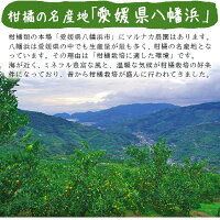 せとか送料無料農園直送愛媛県八幡浜市マルナカ農園