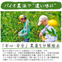せとか送料無料農園直送愛媛県八幡浜市マルナカ農園