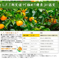 せとか送料無料農園直送愛媛県八幡浜市マルナカ農園