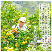 せとか送料無料農園直送愛媛県八幡浜市マルナカ農園
