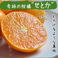 せとか送料無料農園直送愛媛県八幡浜市マルナカ農園