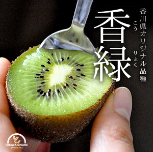 キウイ フルーツ 香緑 1.5kg 国産 香川 こうりょく 果物 キュウイ 通販 深山のキウイ