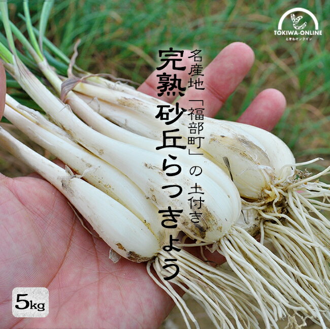 ご注文前に必ずご確認下さい ■名称 砂丘らっきょう ■内容量 約5kg ■発送情報 発送予定（納期情報）を必ずご確認ください。 ※注文殺到の場合は、さらにお届けに日数をいただく場合もあります。あらかじめご了承ください。 ■収穫時期 6月上旬〜6月下旬 ※自然のものなので天候によって、収穫が前後する場合があります。あらかじめご了承ください。 ■サイズ 不選別（おまかせ） ■発送元 鳥取県鳥取市福部町　岡野農園 ■配送料 送料無料 ※【沖縄・北海道・離島配送不可】申し訳ございません、本商品は品質維持のため沖縄・北海道・離島へのへのお届けができません。 ■保存方法 ※生のらっきょうは日持ちがしません。お届け後、すぐにお使い下さい。 ■長期不在について お客様のご都合や長期ご不在による配達センターでの保管（2日以上）によって傷みが発生した場合の返品・交換の対応はできません。お受け取りが不可能な期間がある場合は、備考欄にその旨を必ずご記入ください。 ■不良品について お届けの商品は、細心の注意を払い「選果」「梱包」を行っておりますが、輸送時の衝撃や温度の変化等で、破損や傷みが出る可能性もあります。そういった場合はご対応いたしますので、到着から2日以内にご連絡お願い致します。2日以上経過している場合は対応致しかねる場合がありますのでご注意ください。 ■領収書について ご注文履歴からご自身ダウンロードして下さい。 【お客様の声をお聞かせください】 果樹農家は丹精を込め、1年間果樹をお世話しています。 花が咲き、小さな実が付き始め、大きくなっていく様子を見ていると、自分の子供のような、作品のような気持ちになってきます。 そんな愛情を注いで実った果樹だから「おいしく食べてもらえたのだろうか？」「喜んでもらえたのだろうか？」農家はすごく気になります。 よろしければ、お客様のお声を聞かせていただけませんか？ 食べた感想や、贈り先への反応、梱包状態、お店の対応など、なんでも構いません。 もちろん「美味しかったよ」の一言でもかまいません。 農家、店舗スタッフはお客様の喜ぶ声で、1年分のパワーをもらっています！ 皆様のお声は、来シーズンの農園・店舗運営の参考にさせていただきます。らっきょう 生 土付き 名産地 鳥取福部町の砂丘らっきょう 岡野農園からお届け致します。