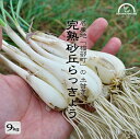 らっきょう 鳥取 生 9kg 土付き 国産 送料無料 砂丘らっきょう 農園直送 産地直送 岡野農園