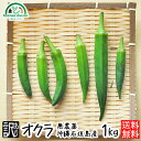 オクラ 生 送料無料 訳あり 1kg 無農薬 沖縄県産 石垣島産 農園直送 おくら 沖縄産