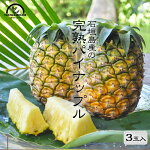 パイナップル沖縄石垣島家庭用3kg送料無料国産パイナップルパイン