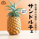 パイナップル サンドルチェ 大玉 2玉入 沖縄 石垣島 国産 パイン お中元 ギフト 贈り物 プレゼント セイモリファーム
