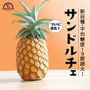 サンドルチェ パイナップル 小玉 4玉入 沖縄 石垣島 国産 パイン お中元 家庭用 自分用 プレゼント セイモリファーム