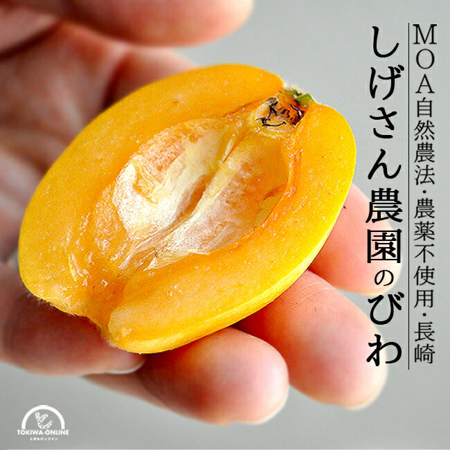 長崎県 ”茂木びわ” 訳あり 大玉L/2Lサイズ 約250g×4pc（約1kg）【予約 3月下旬以降】 送料無料