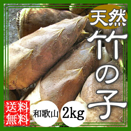 たけのこ（無農薬）2kg【送料無料】旬のたけのこをお届け。自然栽培、有機肥料のみ使用、｜たけのこ｜筍｜タケノコ｜送料無料｜無農薬｜オーガニック｜和歌山｜農園直送のサムネイル