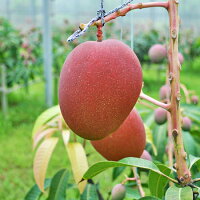 【送料無料】沖縄県石垣島産マンゴー1kg(3玉入り)【農園直送】|お中元|マンゴー|石垣島|沖縄|お中元|果物|フルーツ|贈り物|贈答用|石垣島マンゴー|沖縄マンゴー|