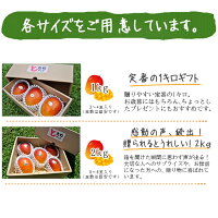 お中元マンゴー送料無料1kgギフト特秀品沖縄石垣島農園直送完熟贈答用贈り物ときわマンゴー農園