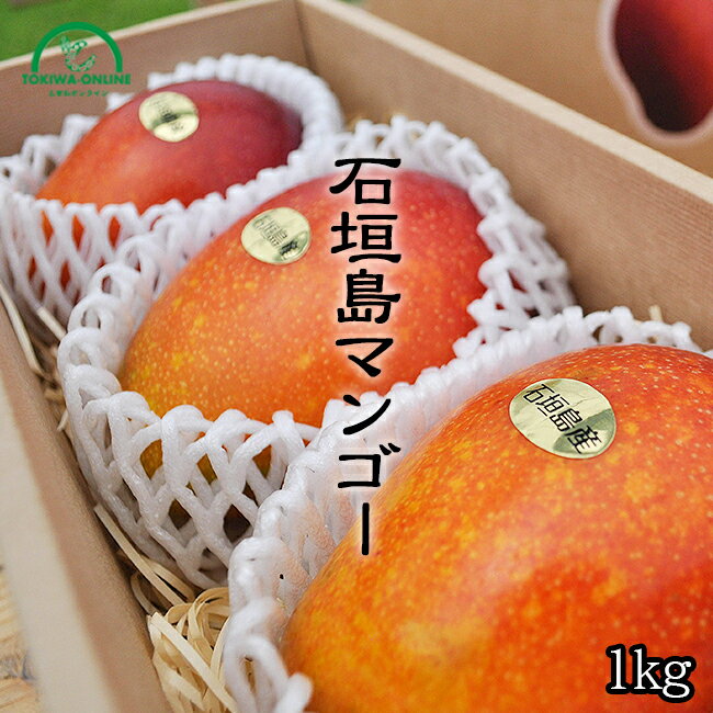 マンゴー ギフト お中元 1kg 沖縄 贈答用 特秀品 送料無料 沖縄産 石垣島 農園直送 完熟 プレゼント 贈り物 フルーツ 果物 ときわマンゴー農園のサムネイル