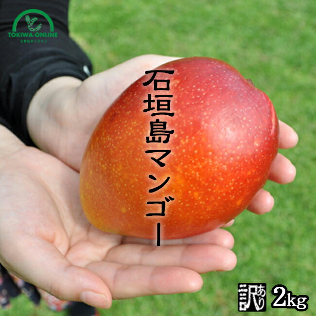 マンゴー 訳あり 2kg 沖縄 送料無料 石垣島産 農園直送 石垣島マンゴー わけあり 沖縄マンゴー 完熟マンゴー フルーツ 南国フルーツ 果物 ときわマンゴー農園のサムネイル