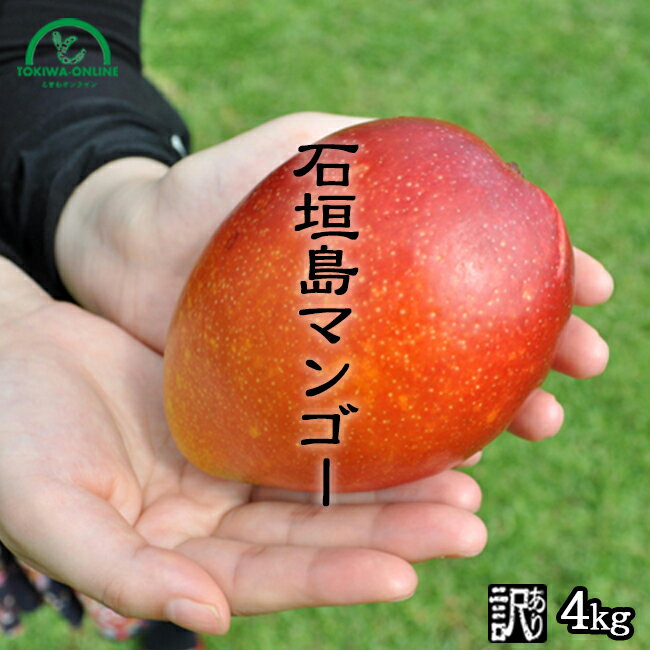 マンゴー 訳あり 4kg 沖縄 送料無料 石垣島産 農園直送 石垣島マンゴー わけあり 沖縄マンゴー 完熟マンゴー フルーツ 南国フルーツ 果物 ときわマンゴー農園のサムネイル