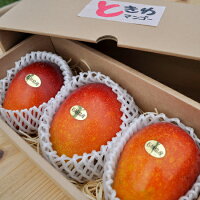 【送料無料】沖縄県石垣島産マンゴー1kg(3玉入り)【農園直送】|お中元|マンゴー|石垣島|沖縄|お中元|果物|フルーツ|贈り物|贈答用|石垣島マンゴー|沖縄マンゴー|